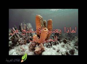 لماذا يعد الاسفنج من الحيوانات