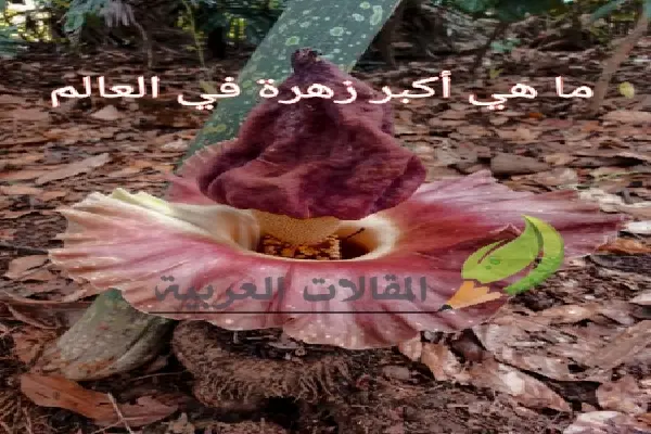 ما هي أكبر زهرة في العالم