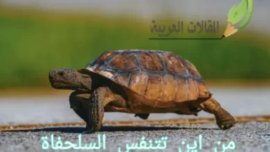 من اين تتنفس السلحفاة