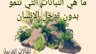 ما هي النباتات التي تنمو بدون تدخل الإنسان