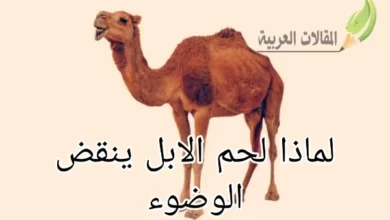 لماذا لحم الابل ينقض الوضوء