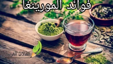 فوائد المورينغا