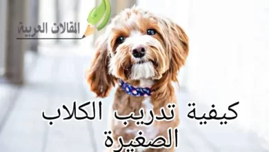 كيفية تدريب الكلاب الصغيرة