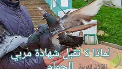 لماذا لا تقبل شهادة مربي الحمام