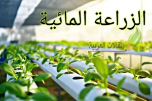 الزراعة المائية