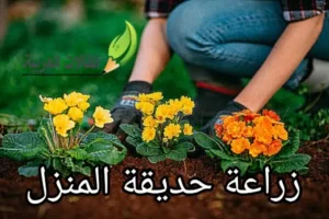 زراعة حديقة المنزل