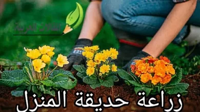 زراعة حديقة المنزل