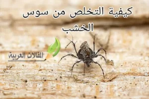كيفية التخلص من سوس الخشب