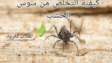 كيفية التخلص من سوس الخشب