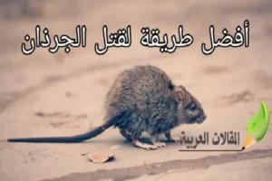 أفضل طريقة لقتل الجرذان