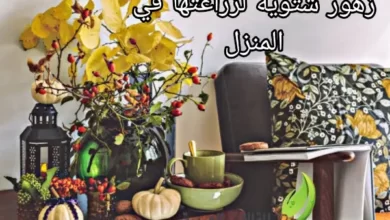 زهور شتوية لزراعتها في المنزل