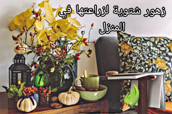 زهور شتوية لزراعتها في المنزل