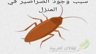 سبب وجود الصراصير في المنزل